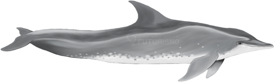 Rough-toothed Dolphin - Rough Toothed Dolphin Png (940x294), Png Download