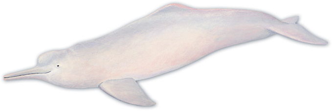 Amazon River Dolphin - White Dolphin In Amazon (681x227), Png Download