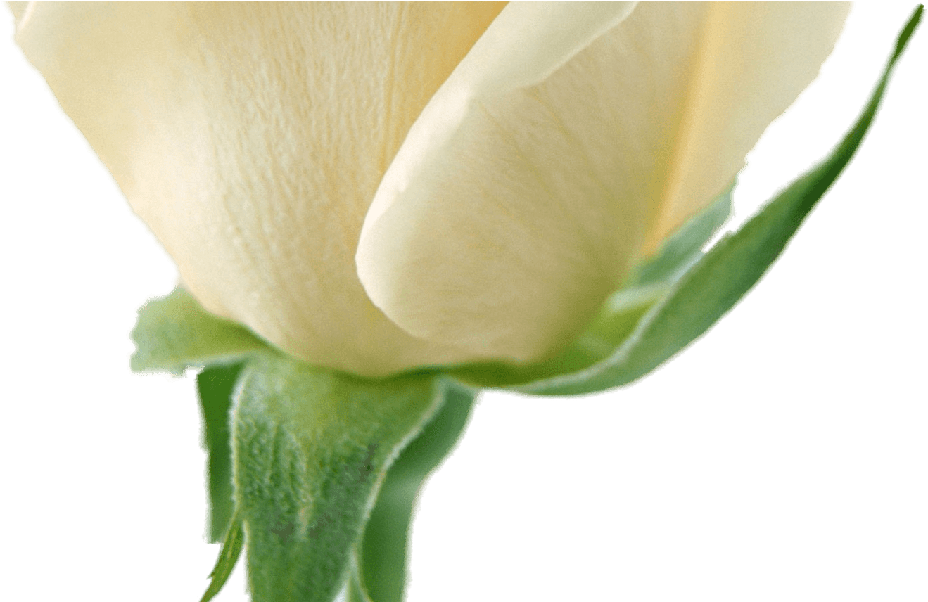 White Flower Garland For Free Download On Mbtskoudsalg - Transparent Background White Rose (1368x855), Png Download