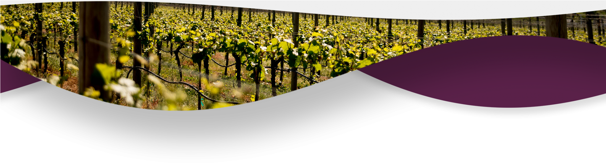 Experience Okanagan Wine Tours Vinesii - Vineyard (2048x569), Png Download