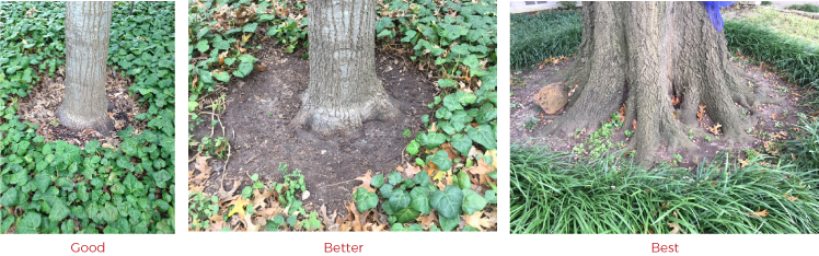 Some People Say It's Okay To Leave These Plants On - Grass (748x234), Png Download