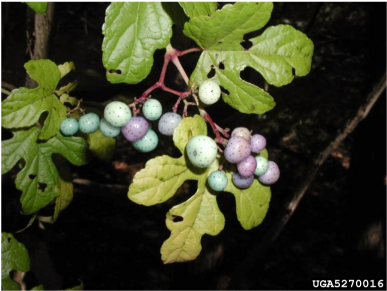 Like Oriental Bittersweet, Porcelainberry Also Damages - Amur Peppervine (413x315), Png Download