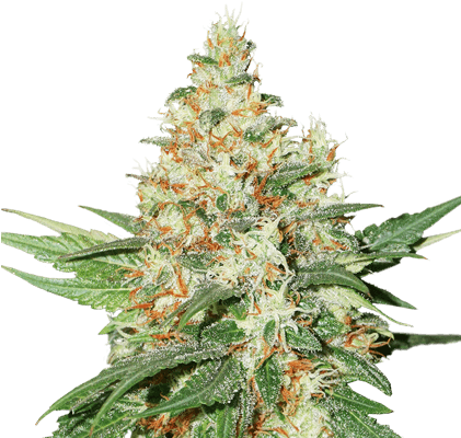Kush Autoflower - Og Kush Png (420x420), Png Download