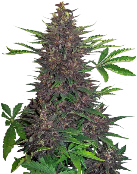 Buddha Purple Kush - Purple Auto (525x600), Png Download
