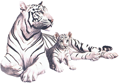 Tigres Gifs Imagenes - Tigre Blanc Et Tigre Roux (471x328), Png Download