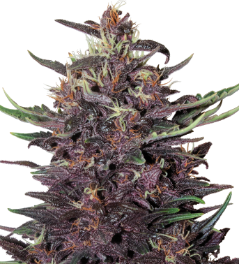Purple Kush Feminized Seeds - Violet Kush (343x378), Png Download