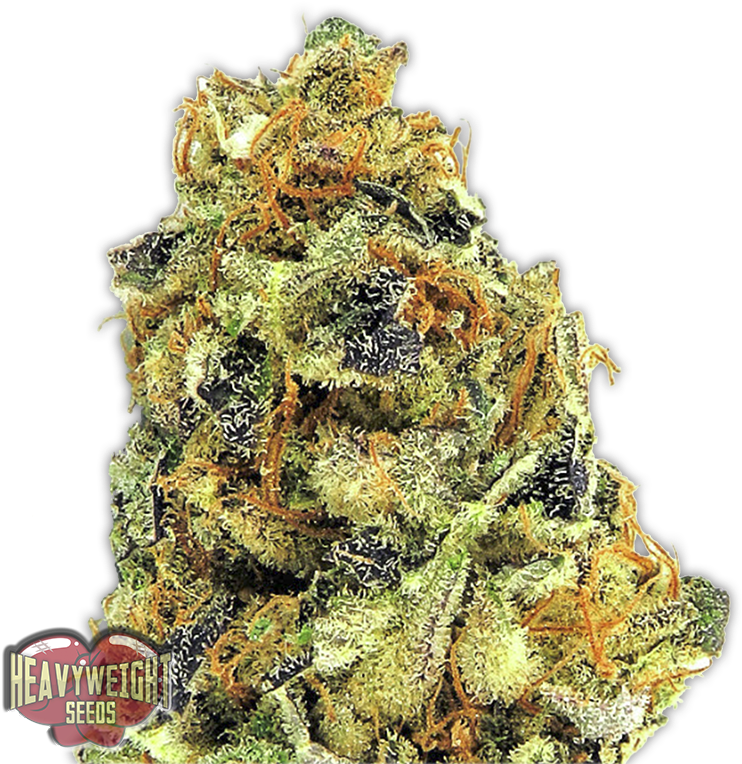 K - O Kush - Seed (768x768), Png Download