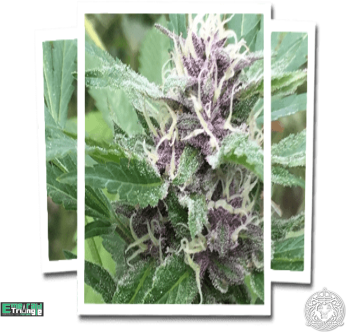 Emerald Triangle Royal Purple Kush Cbd - Kush (700x700), Png Download
