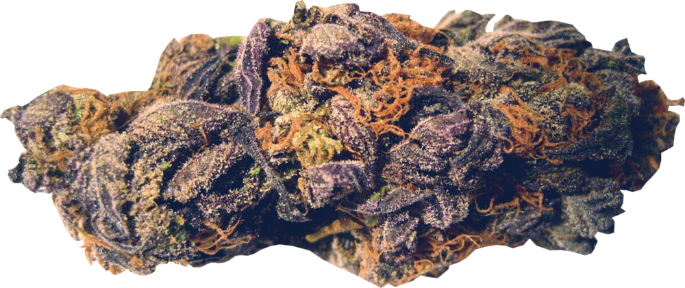 Og Kush Nugget - Grizzly Grip Grizzly Purple Kush Big Bear Griptape (1000x421), Png Download