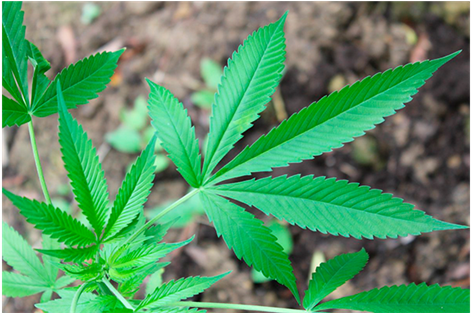 Cannabis Sativa (1000x312), Png Download