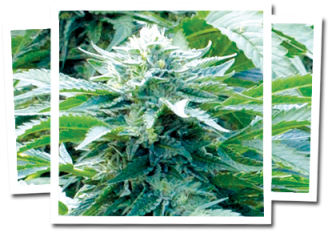 More Views - Kush (400x400), Png Download