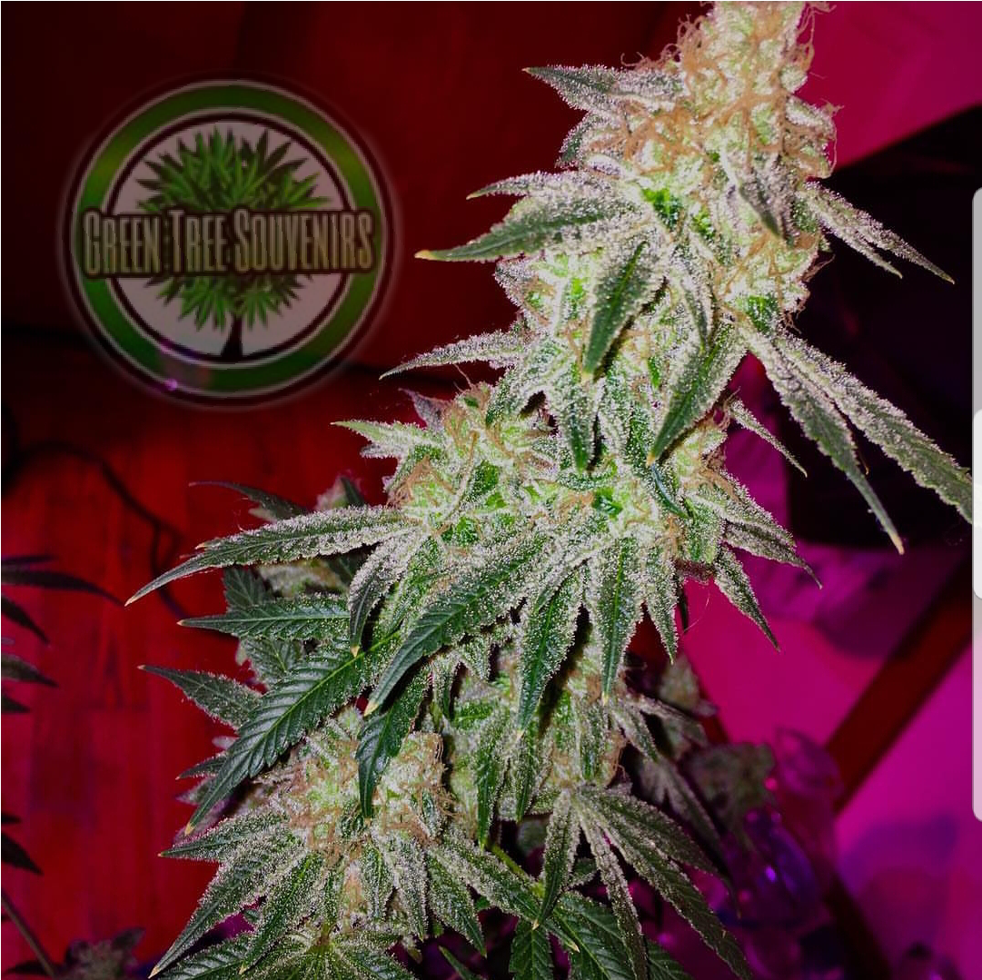 Michiganrootz420 Peanut Butter Blast - Peanut Butter (1080x1884), Png Download