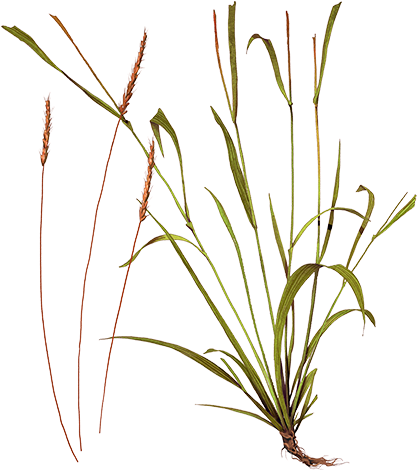 Grass (472x760), Png Download