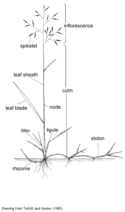 Drawing From Tothill And Hacker - Drawing (400x676), Png Download