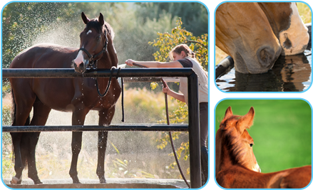 Summer Care Horses - Cooling Horses (560x276), Png Download
