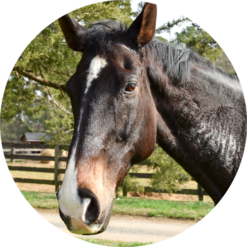 Our Horses - Horse (500x500), Png Download