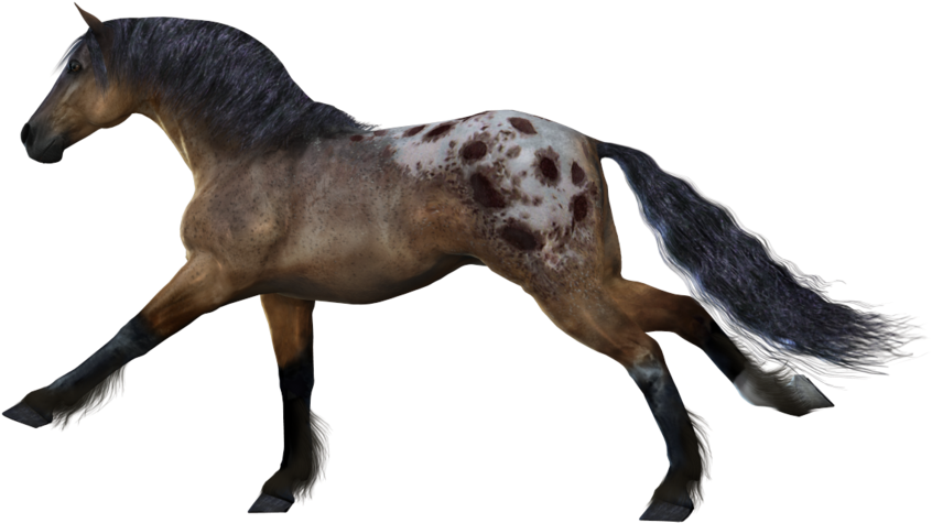 Horse 9 Png By Variety-stock On Deviantart - Transparent Horse (900x655), Png Download