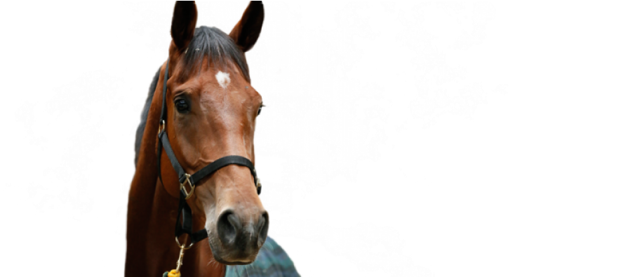 A Healthy Horse Is A - Horse Healthy (970x394), Png Download