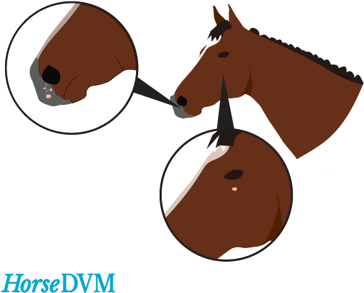 They - Papillomatosis Horse (560x474), Png Download