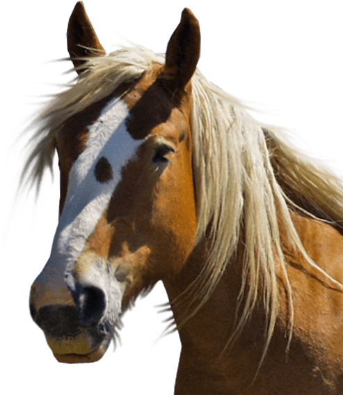 Ways You Can Help - Brown Horse Transparent (493x567), Png Download