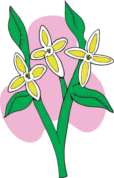 Syringa - Lewis And Clark Plant Finds (464x720), Png Download