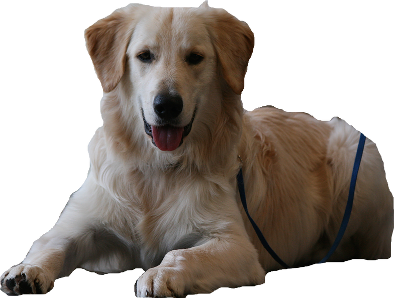 Ppm Comfort Dogs Pawprints Winstons - Dog (784x594), Png Download