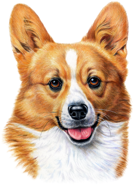 Dog Fabric, Corgi Fabric, Custom Print (495x600), Png Download