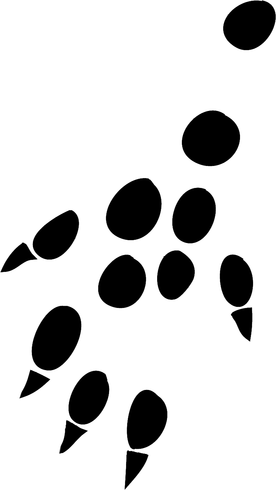 Pin By Xomissjewel On Hedgehog - Mouse Footprint (1063x1772), Png Download