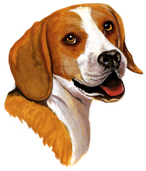 Dog Fabric, Beagle Fabric, Custom Print Fabric - Beagle Dog Signature Portrait Baseball Sleeve Shirt (600x600), Png Download
