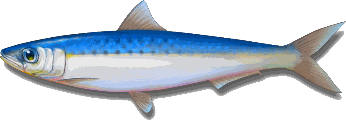 Cookedsardine - Sardines Png (1200x552), Png Download