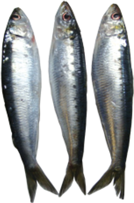 Sardine Small Per Kg - Clip Art (580x714), Png Download
