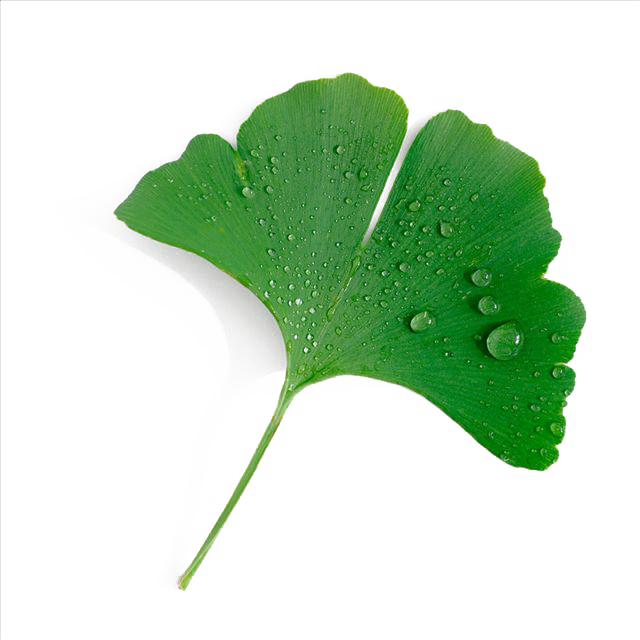 Ginkgo Biloba Extract Ginkgo Leaf Png Full Size Png Download Seekpng
