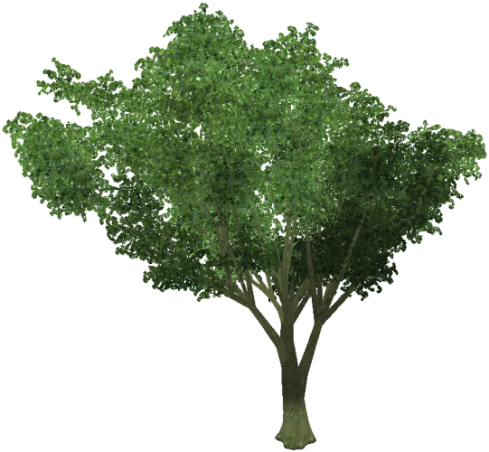 Ginkgo - Arbol .png (541x500), Png Download