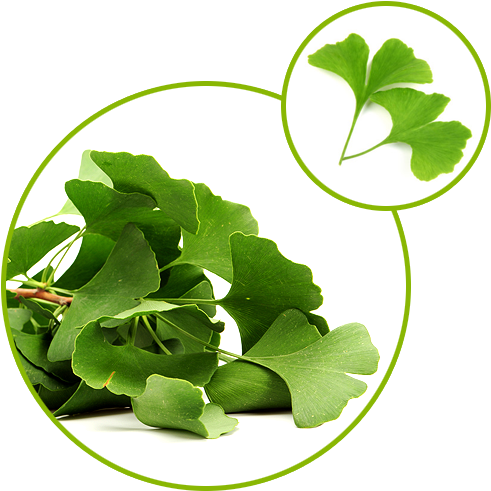 Ginkgo Biloba Extract - Maidenhair Tree (500x500), Png Download