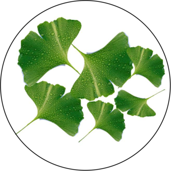 Ginkgo Biloba Extract - Maidenhair Tree (350x350), Png Download