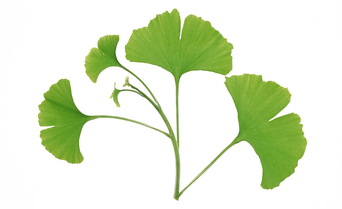 Water - Ginkgo Biloba Leaf (680x417), Png Download
