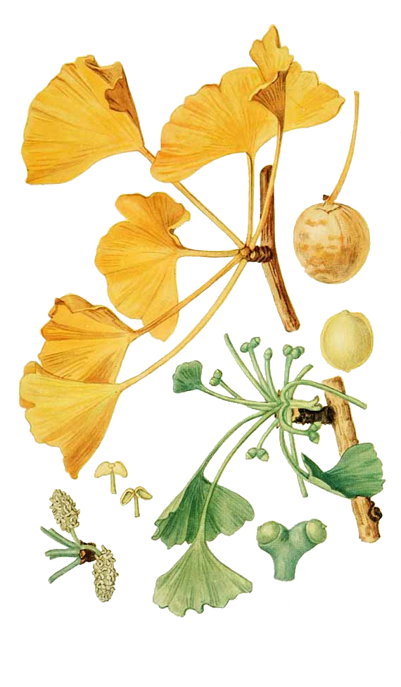 Ginkgo Ginkgo Biloba Drawing - Ginkgo Biloba Botanical Illustration (633x1080), Png Download