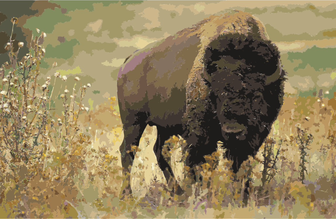 National Park Water Buffalo Animal Gray Wolf Stephens - American Bison Temperate Grassland (1148x750), Png Download