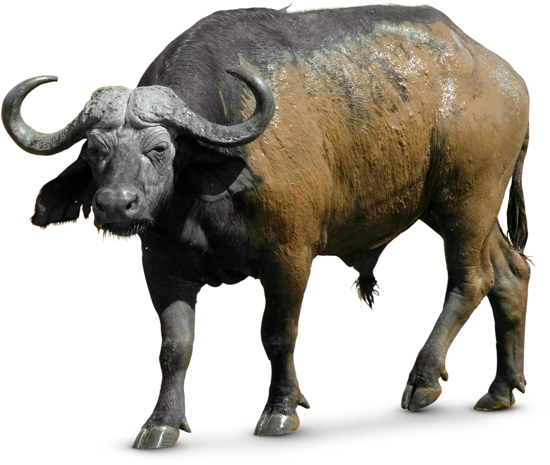 African Water Buffalo Png (1216x1024), Png Download