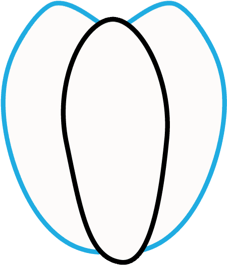 How To Draw Pumpkin - Drawing (680x721), Png Download