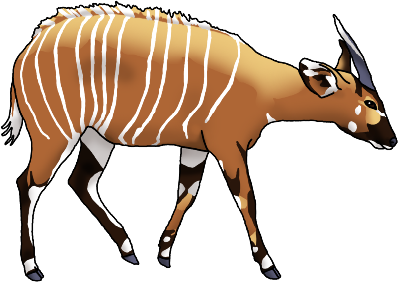 Water Buffalo Cartoon - Cartoon Bongo Animal (900x677), Png Download