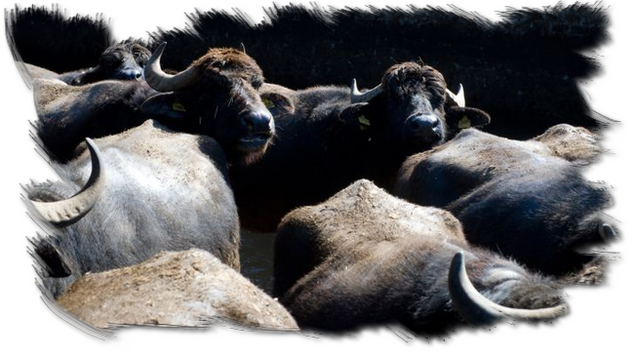 Water Buffalo (633x357), Png Download