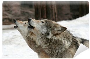 Cafepress Wolves Howl Sticker (oval) (400x400), Png Download