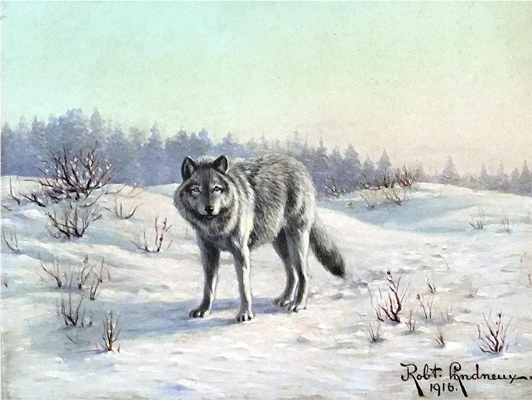 Coyote (1400x1400), Png Download