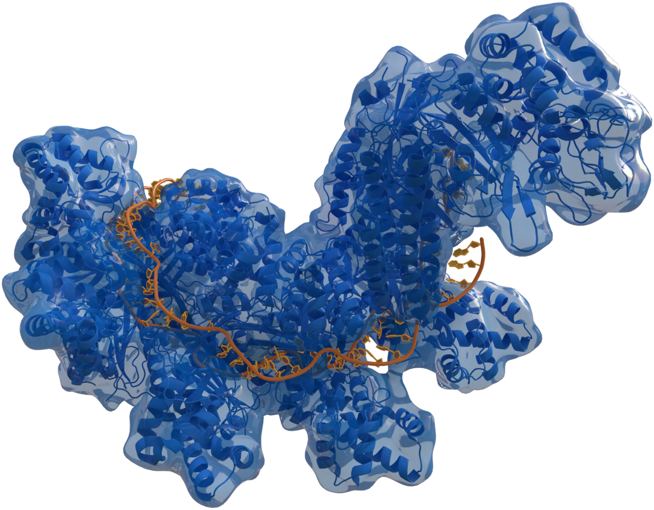 Dealing With So-called 'lone Wolf' Bioterrorism, And - Crispr Cas9 Transparent (1280x999), Png Download