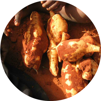 Desert Yam In Aboriginal Art - Yam (450x450), Png Download