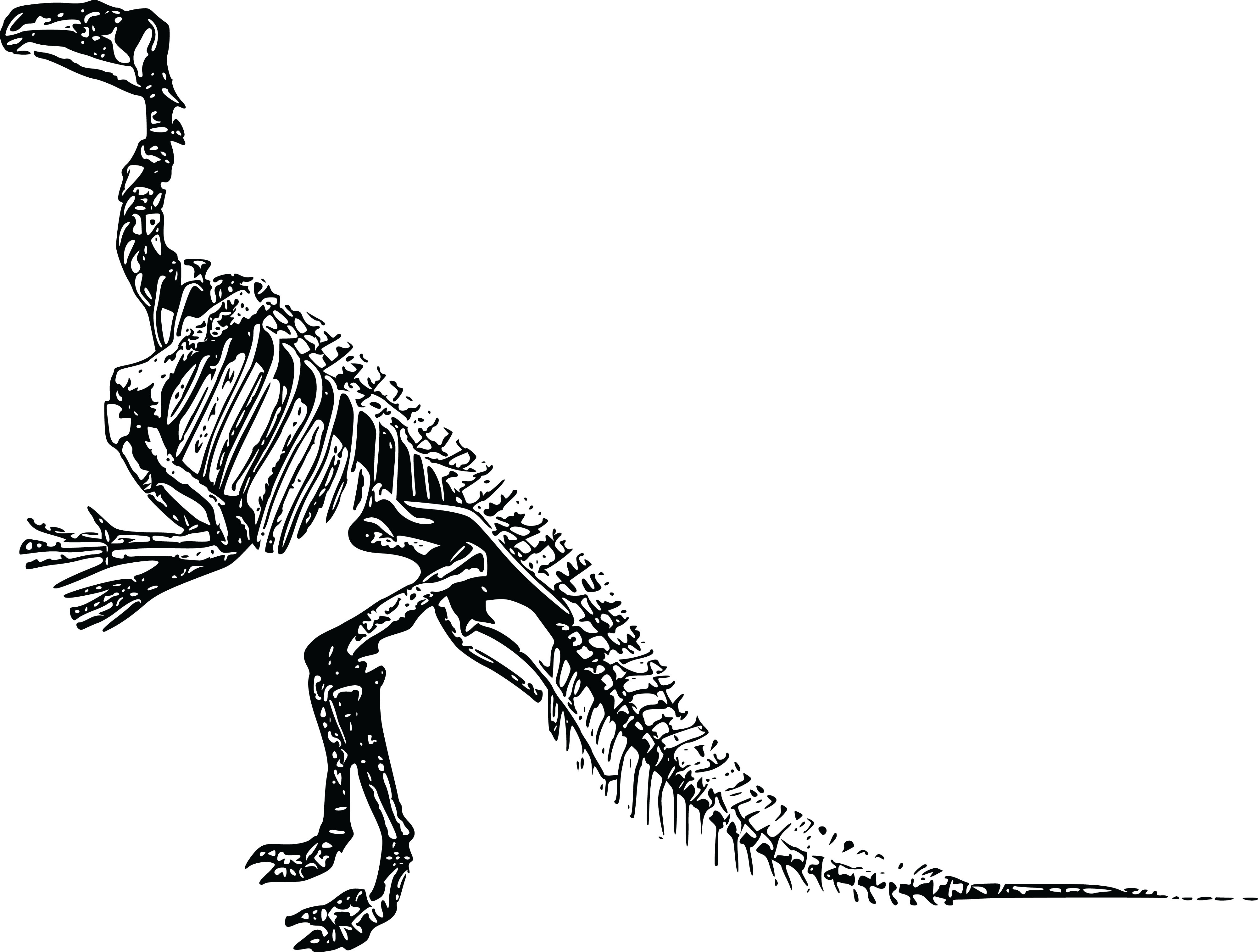 , , - Dinosaur Skeleton Png (4000x3027), Png Download