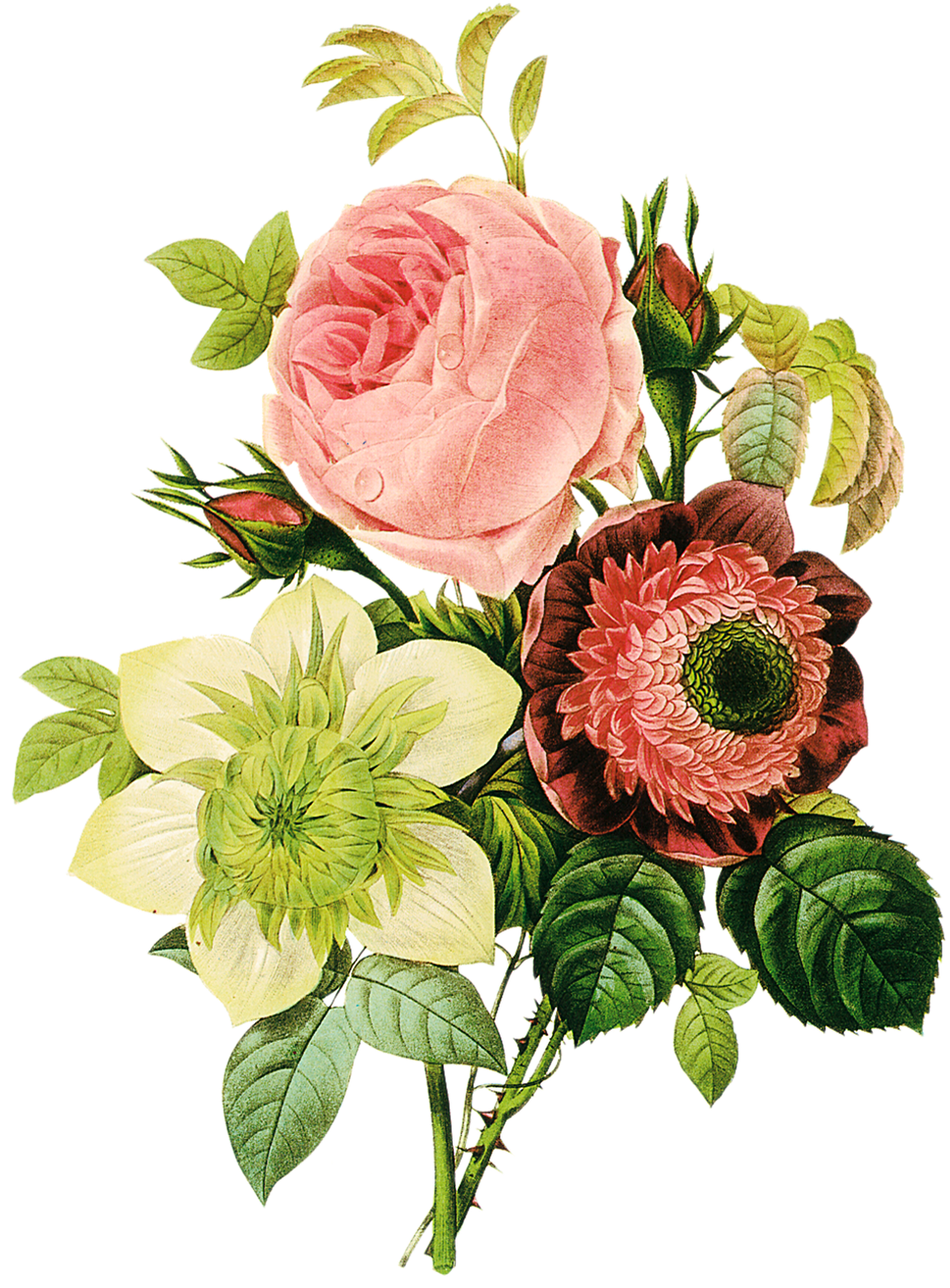 Lindas Flores Em Png Para Fotomontagens - Floral Illustration Vintage (1185x1600), Png Download