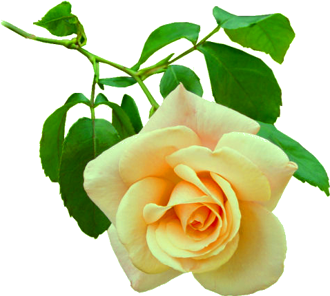 Flores Em Png Lindas , Gifs De Floresflowers Png - Good Night Images For Special Friend (500x429), Png Download