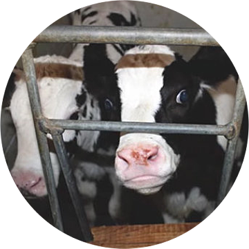 A Industria Animal É Uma Das Principais Ameaças Para - Veal (360x360), Png Download